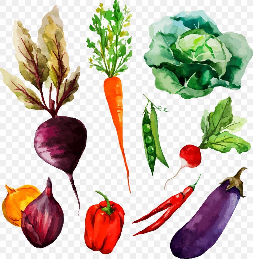 Watercolor Painting Vegetable Drawing Illustration, PNG, 2244x2301px, Watercolor Painting, Art, Beet, Beetroot, Bell Pepper Download Free