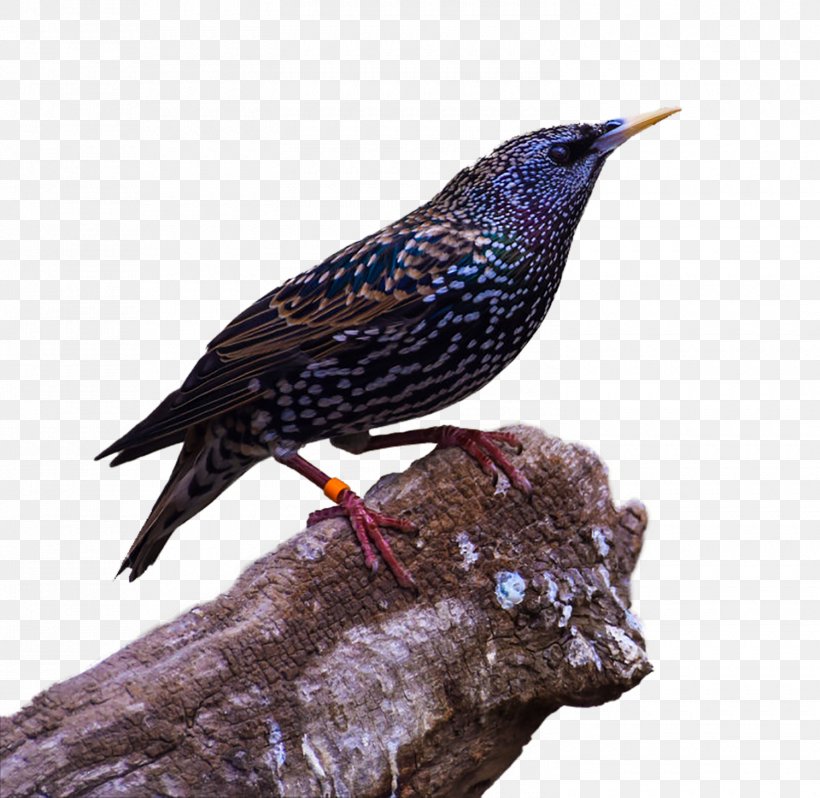 Bird Common Raven Download, PNG, 1500x1461px, Bird, Beak, Common Raven, Crows, Deviantart Download Free