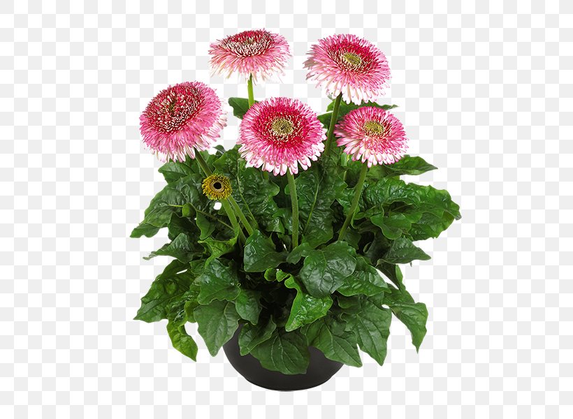 Daisy Family Cut Flowers Gerbera Jamesonii Plant, PNG, 600x600px, Daisy Family, Annual Plant, Aster, Carnation, Chrysanthemum Download Free