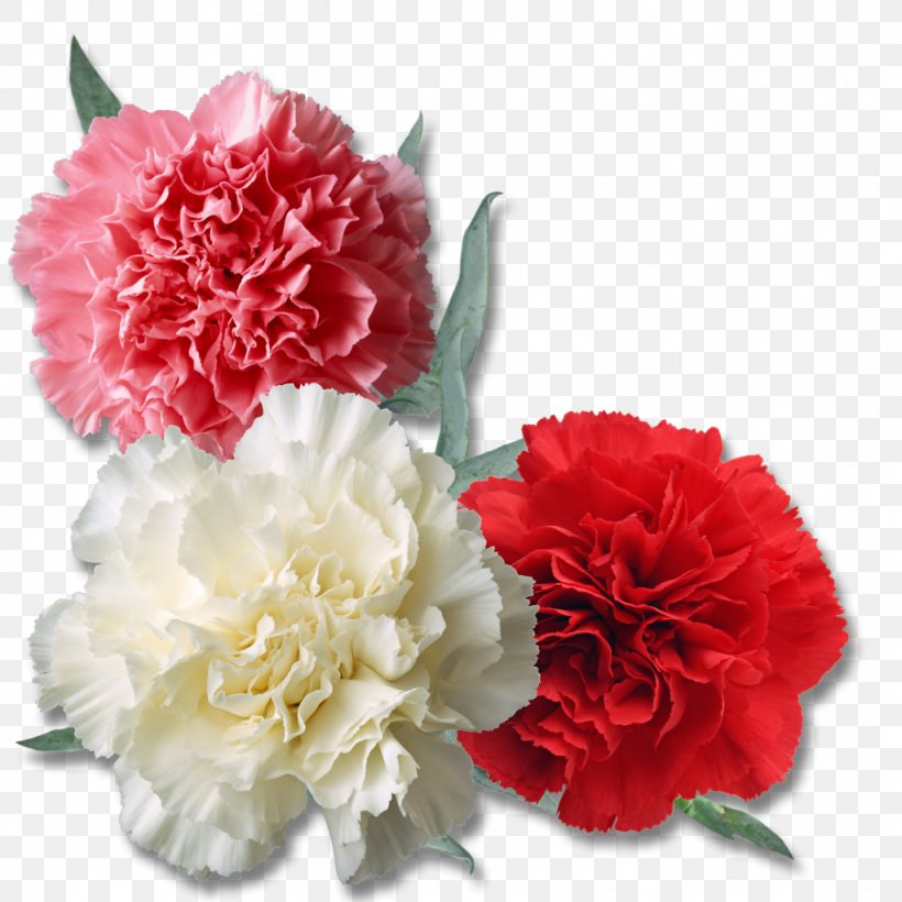 Dianthus, PNG, 1024x1024px, Dianthus, Carnation, Cut Flowers, Designer, Flower Download Free