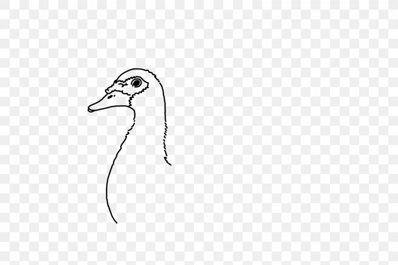 Duck Water Bird Cygnini Goose, PNG, 1600x1071px, Duck, Anatidae, Artwork, Beak, Bird Download Free