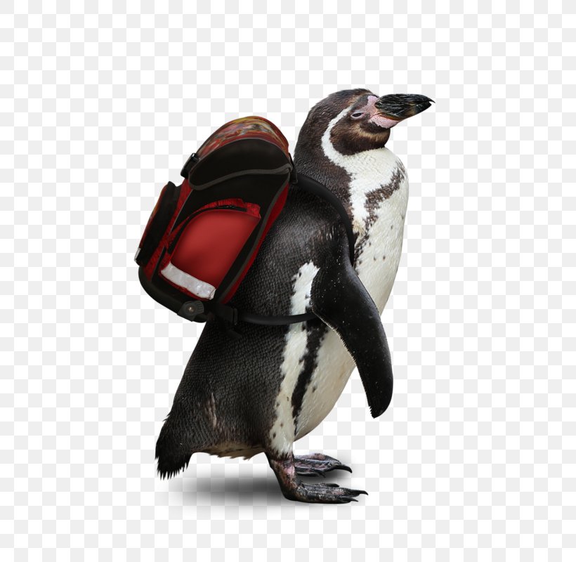 Penguin The Tale Of The Fisherman And The Fish .net Diary Drawing, PNG, 590x800px, 2018, Penguin, Alca, Alexander Pushkin, Beak Download Free