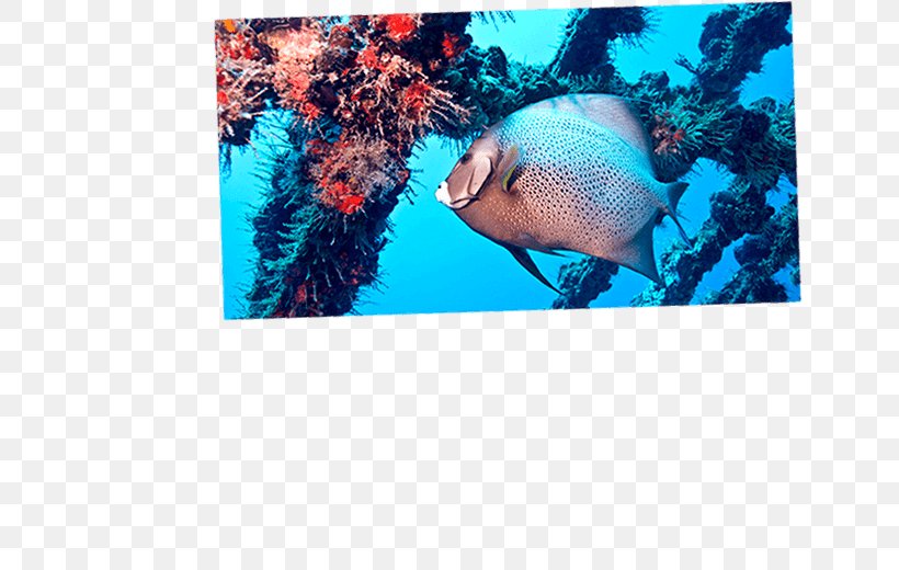 Playa Del Carmen Cozumel Caribbean Underwater Diving, PNG, 650x520px, Playa Del Carmen, Aqua, Caribbean, Coral Reef, Coral Reef Fish Download Free