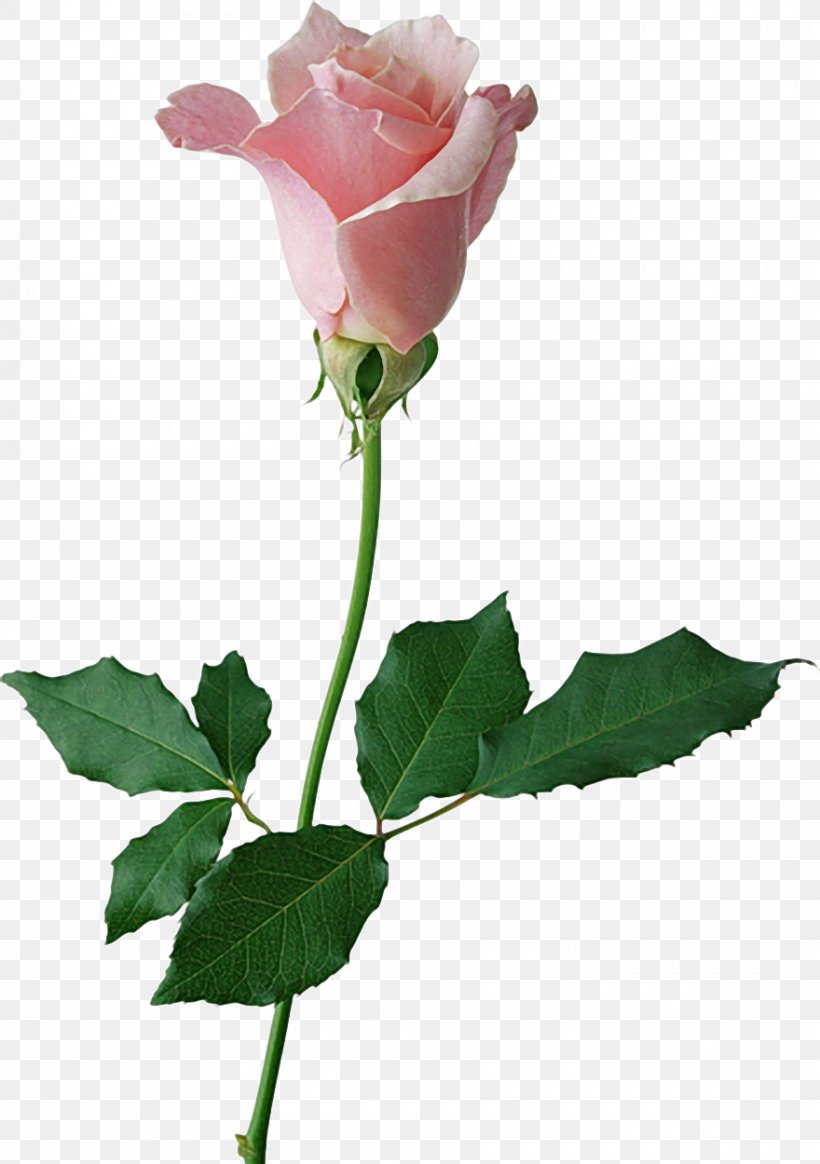 Rose Cut Flowers Clip Art, PNG, 880x1250px, Rose, Black Rose, Bud, Cut Flowers, Flower Download Free