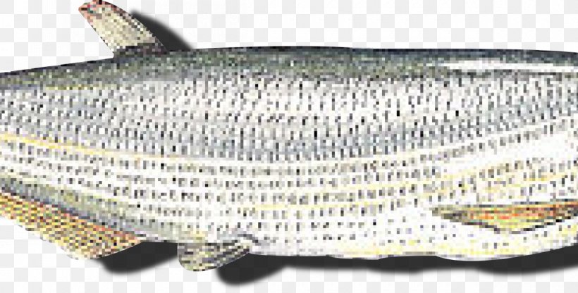 Sardine Oily Fish Milkfish, PNG, 1200x610px, Sardine, Fish, Herring, Herring Family, Milkfish Download Free