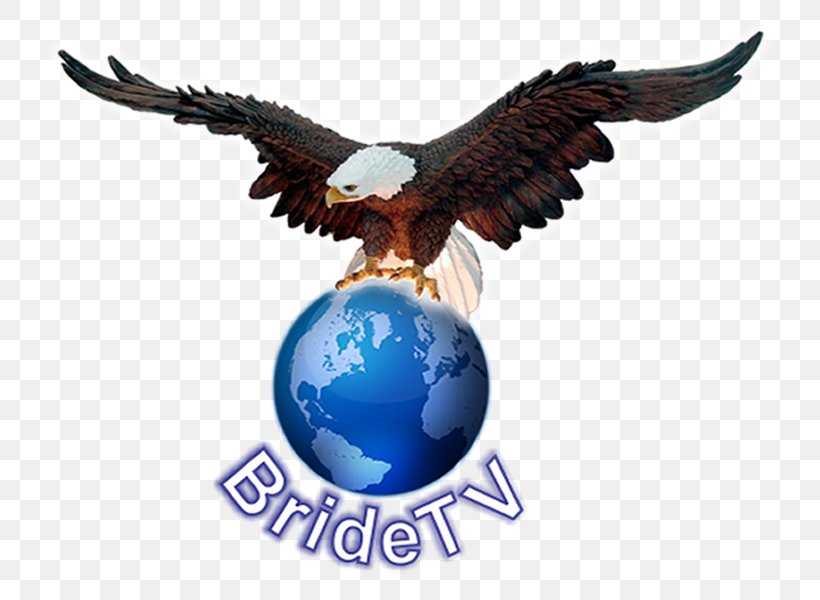 Weigelstown Bald Eagle Television Machine Power Take-off, PNG, 800x600px, Bald Eagle, Accipitriformes, Beak, Bird, Bird Of Prey Download Free