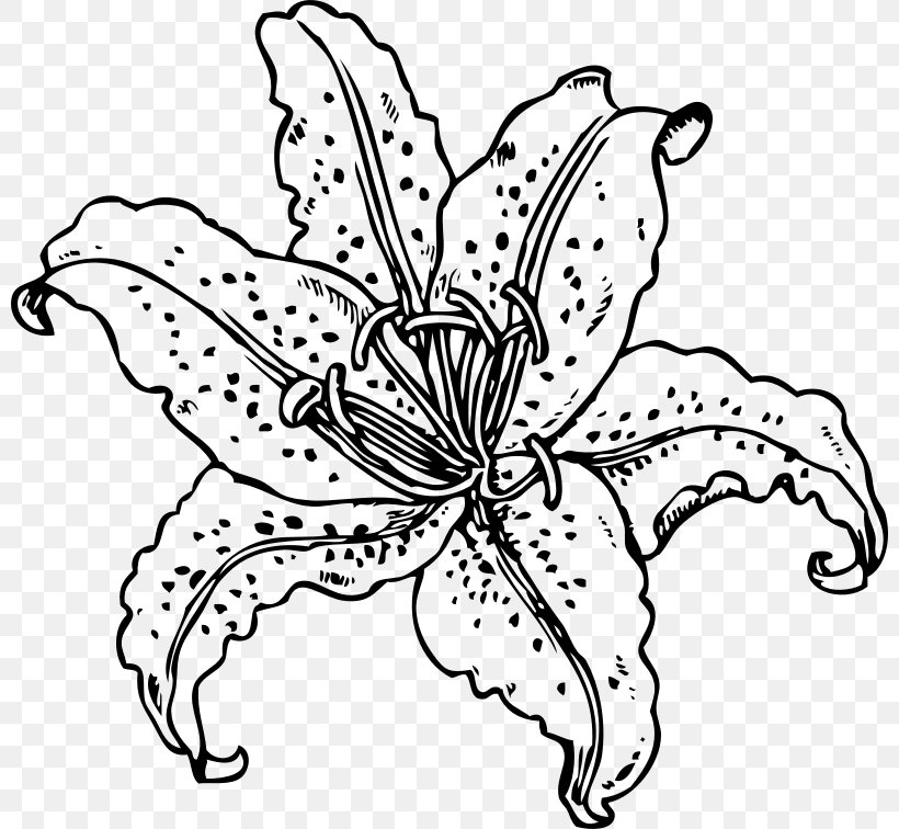 Tiger Lily Coloring Book Golden-rayed Lily Drawing, PNG, 800x756px, Tiger Lily, Artwork, Black And White, Book, Butterfly Download Free