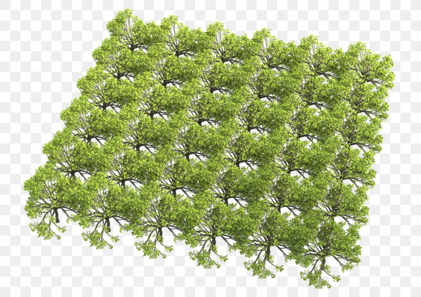 Tree Texture Mapping Color Shrub Geometry Instancing, PNG, 1551x1098px, Tree, Color, Geometry Instancing, Grass, Instance Download Free