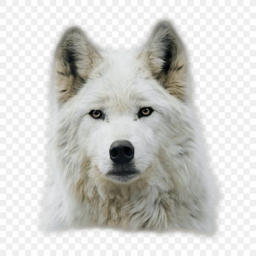 Arctic Wolf Dog Black Wolf Puppy Lone Wolf, PNG, 900x900px, Arctic Wolf, Animal, Black Wolf, Canadian Eskimo Dog, Canis Lupus Tundrarum Download Free