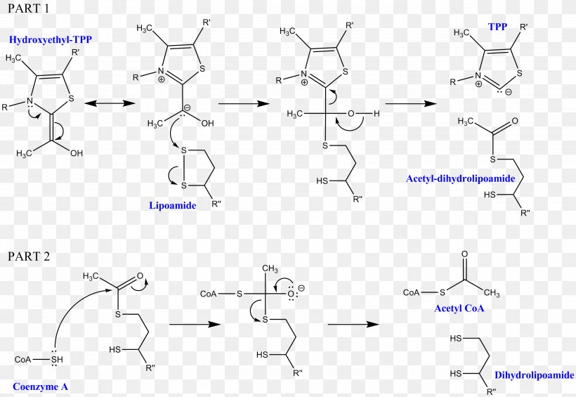 Dihydrolipoyl Transacetylase Dihydrolipoamide Dehydrogenase Pyruvate Dehydrogenase Pyruvate Decarboxylation Thiamine Pyrophosphate, PNG, 2802x1931px, Dihydrolipoyl Transacetylase, Acetyl Group, Acetylation, Acetylcoa, Acetyltransferase Download Free