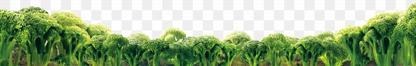 Wheatgrass Food Vegetable Broccoli, PNG, 6299x1000px, Wheatgrass, Broccoli, Cauliflower, Fat, Flower Download Free