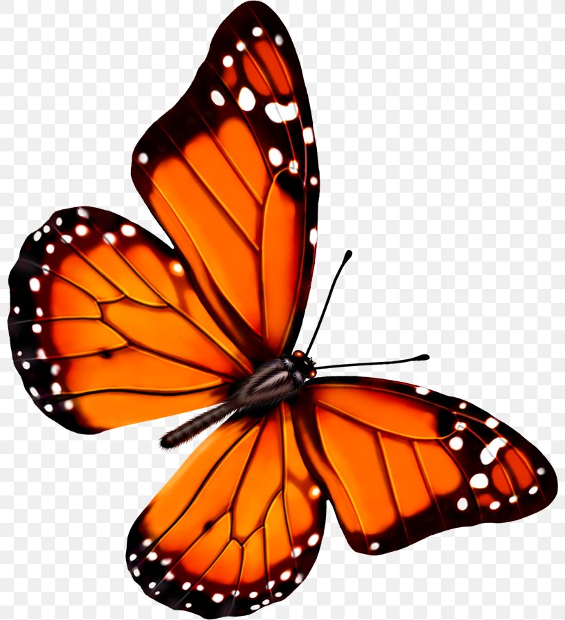 Butterfly Transparency And Translucency Icon, PNG, 800x901px, 3d Computer Graphics, Butterfly, Arthropod, Brush Footed Butterfly, Directory Download Free