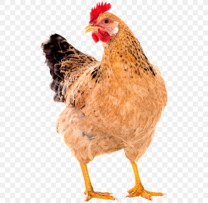 Chicken Coop Free Range Poultry Rooster, PNG, 506x800px, Chicken, Beak, Bird, Building, Chicken Coop Download Free