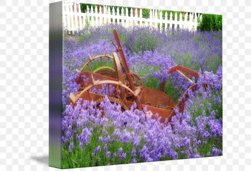 English Lavender Landscaping Landscape Flora, PNG, 650x560px, English Lavender, Flora, Flower, Flowering Plant, Garden Download Free