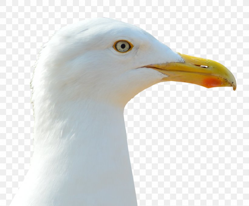 European Herring Gull Great Black-backed Gull Bird Pink-backed Pelican Crows, PNG, 1280x1064px, European Herring Gull, Beak, Bird, Charadriiformes, Crows Download Free