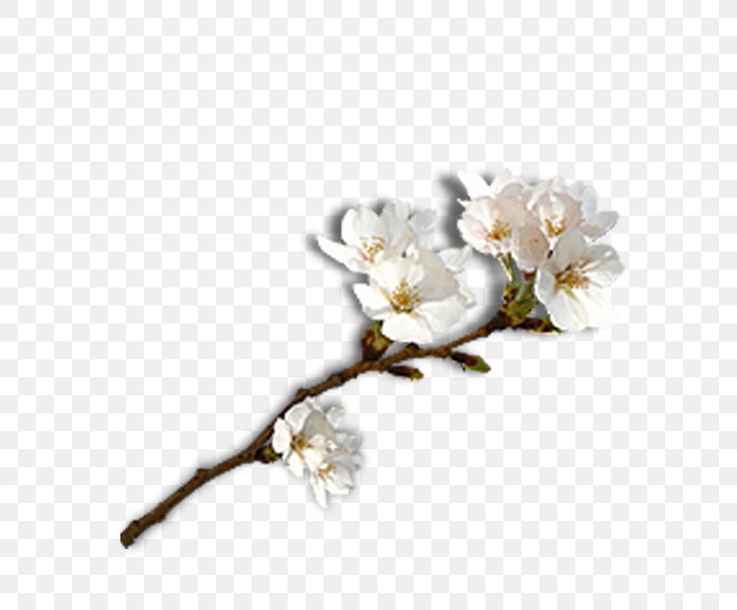 Laiwu Sushi Gari Ginger Plum Blossom, PNG, 688x679px, Laiwu, Ameixeira, Beni Shu014dga, Blossom, Branch Download Free