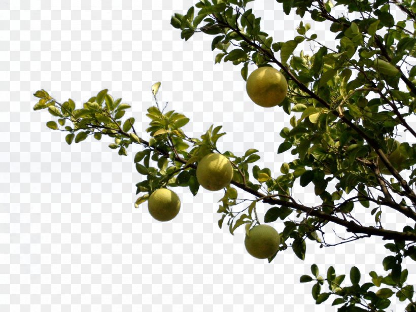 Pomelo Bergamot Orange Grapefruit Citron Tree, PNG, 2000x1500px, Pomelo, Bergamot Orange, Bonsai, Branch, Citron Download Free