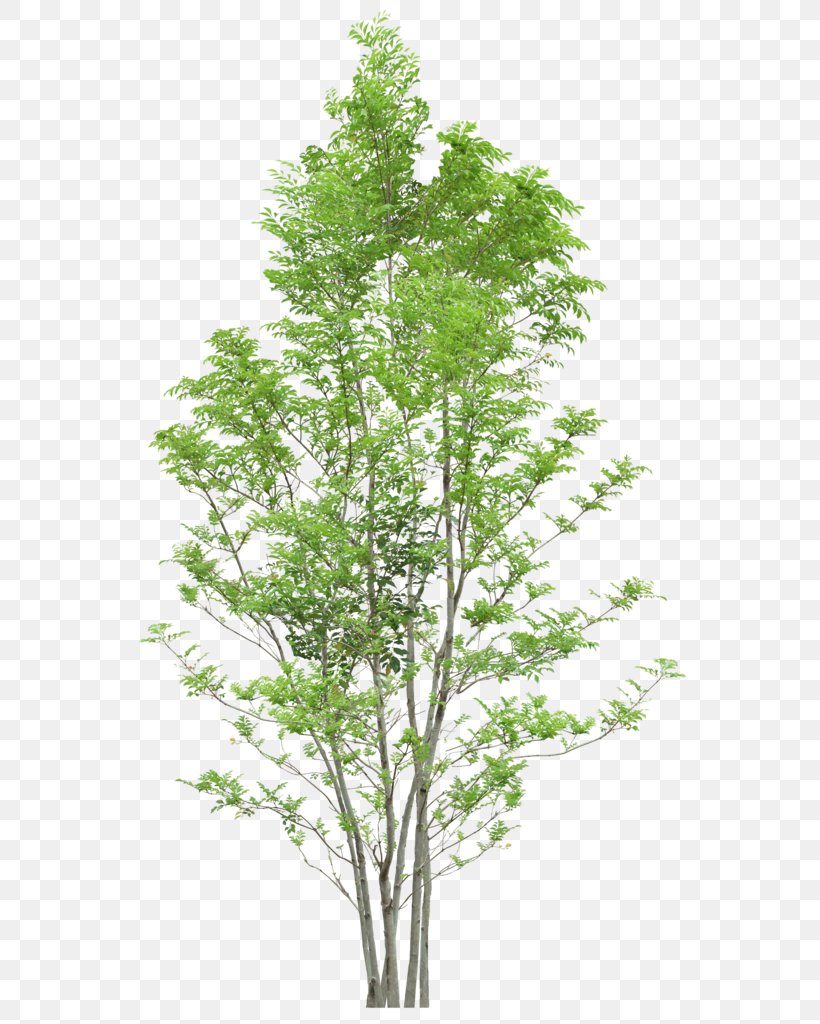 Tree, PNG, 577x1024px, Tree, Branch, Data, Diagram, Evergreen Download Free