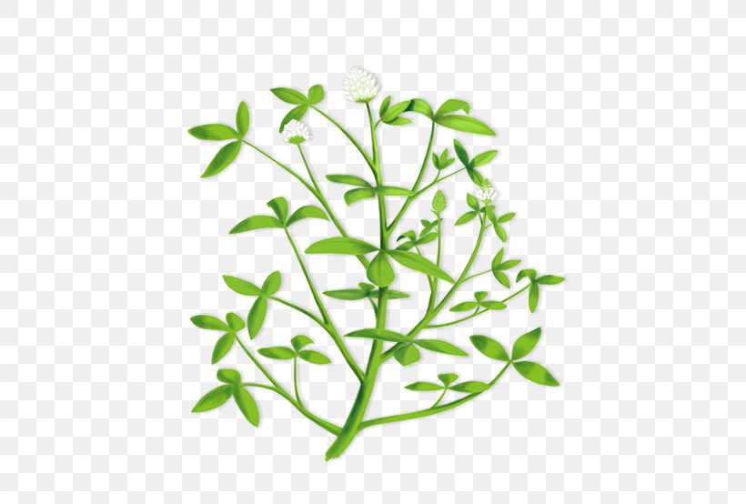 Trifolium Alexandrinum Clip Art Alfalfa Hay Illustration, PNG, 458x554px, Alfalfa, Branch, Clover, Cover Crop, Crop Download Free