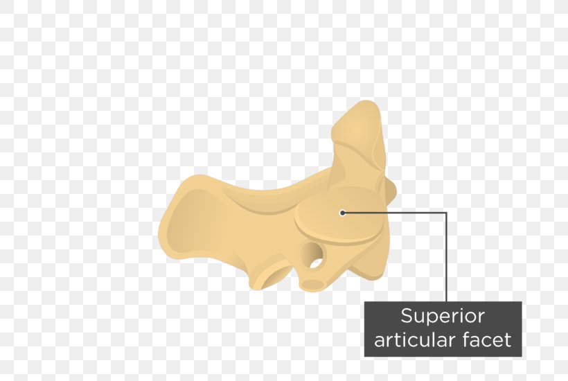 Axis Anatomy Intervertebral Foramen Vertebral Lamina, PNG, 726x550px, Axis, Anatomy, Atlas, Beige, Bone Download Free