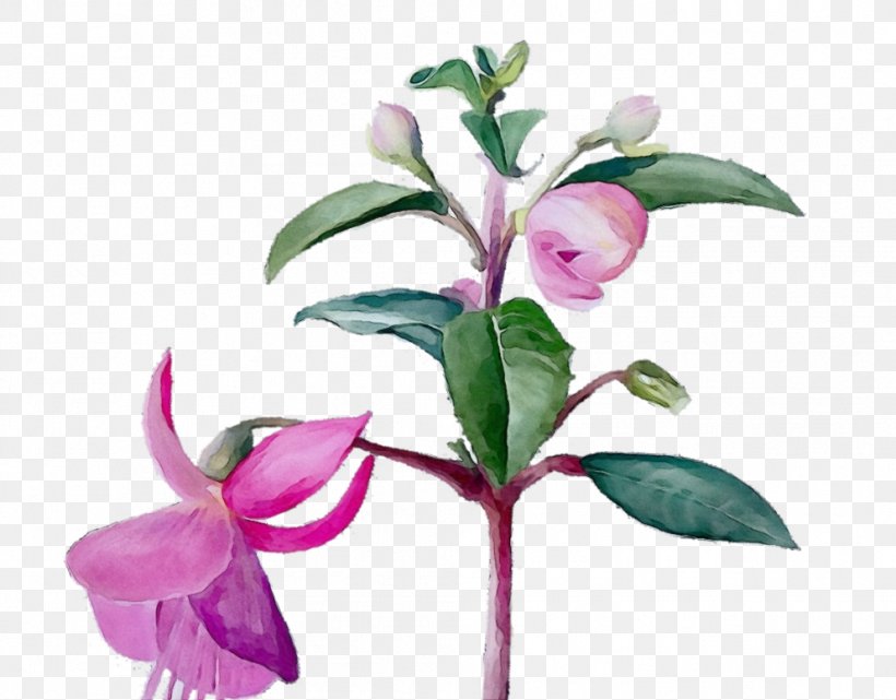 Flower Flowering Plant Plant Pink Fuchsia, PNG, 992x776px, Watercolor, Cut Flowers, Flower, Flowering Plant, Fuchsia Download Free