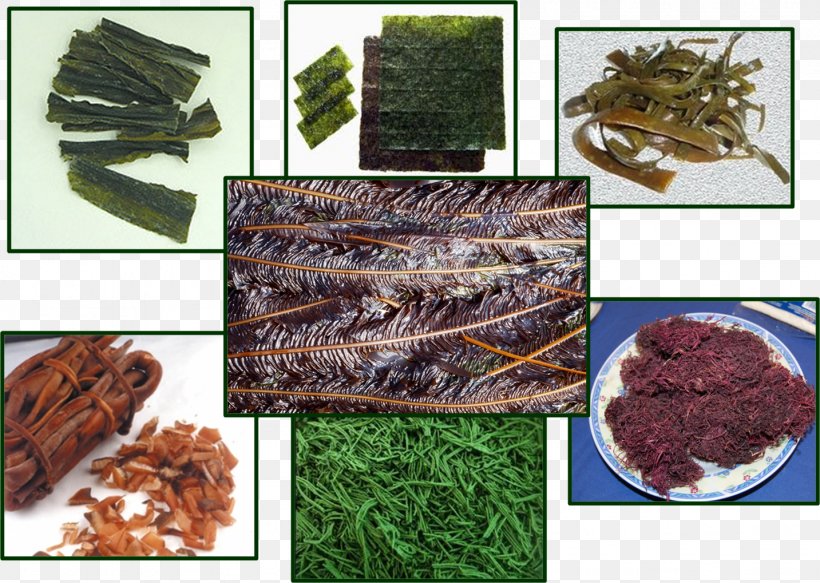 Tsukudani Algae Edible Seaweed Protist Kombu, PNG, 1433x1019px, Tsukudani, Agar, Algae, Animal Source Foods, Arame Download Free