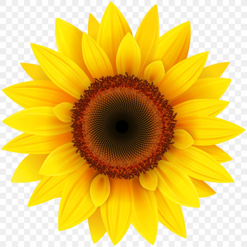 Common Sunflower Clip Art, PNG, 4000x4001px, Common ...