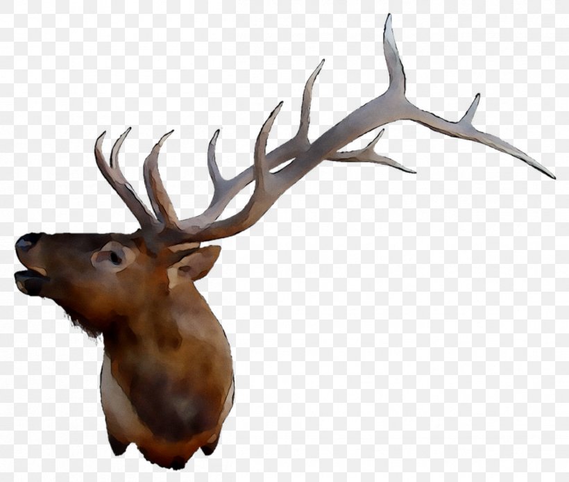 Elk Reindeer Antler, PNG, 1254x1062px, Elk, Antler, Barren Ground Caribou, Deer, Fawn Download Free