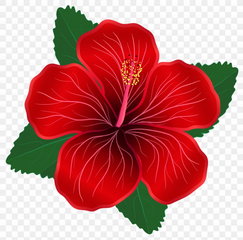 Flower Red Clip Art, PNG, 7395x7300px, Flower, Annual Plant, China Rose, Chinese Hibiscus, Color Download Free
