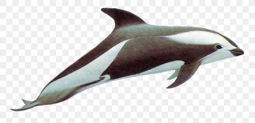 Short-beaked Common Dolphin Porpoise Tucuxi Rough-toothed Dolphin White-beaked Dolphin, PNG, 1500x725px, Shortbeaked Common Dolphin, Animal, Animal Figure, Beaked Whale, Cetacea Download Free