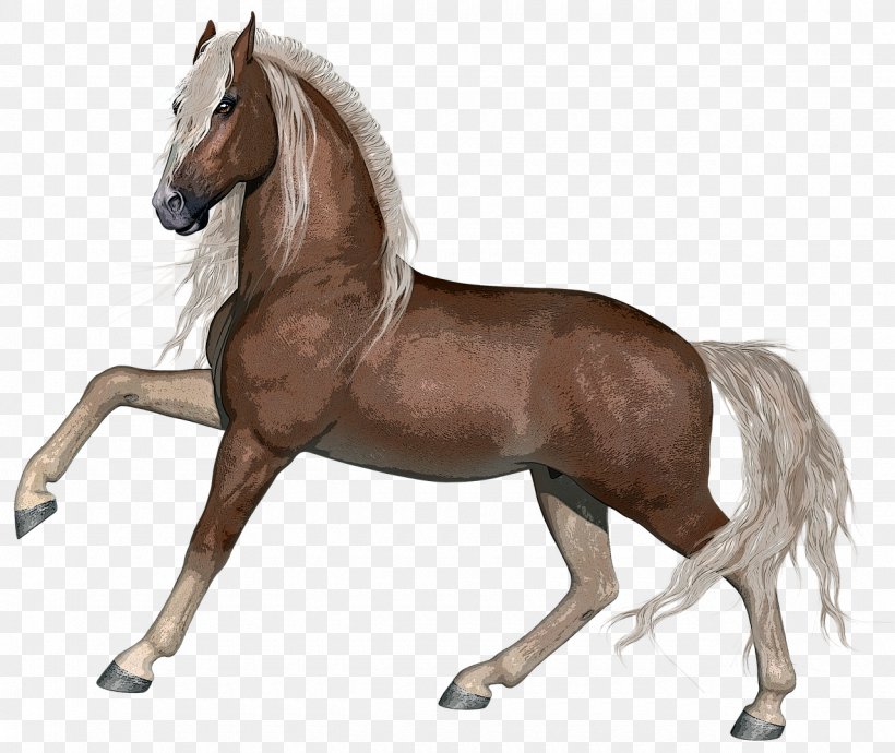 Stallion Foal Mare Arabian Horse, PNG, 1280x1078px, Stallion, Arabian Horse, Bridle, Foal, Horse Download Free
