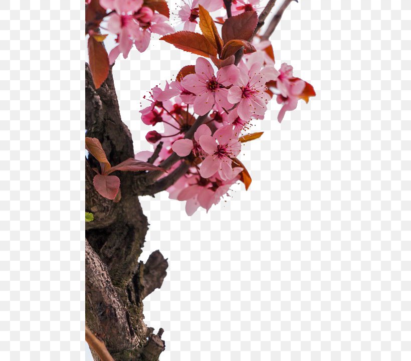 Almond Blossoms Flower Stock.xchng, PNG, 480x720px, Almond Blossoms, Almond, Amygdaloideae, Blossom, Branch Download Free