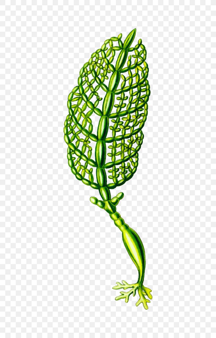 Art Forms In Nature Algae Seaweed Plant, PNG, 640x1280px, Art Forms In Nature, Algae, Calcareous, Calcareous Sponge, Ernst Haeckel Download Free