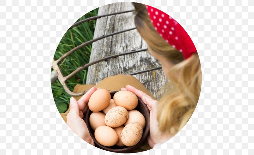 Egg Chicken Royalty-free Stock Photography, PNG, 500x500px, Egg, Bench, Bowl, Chicken, Food Download Free