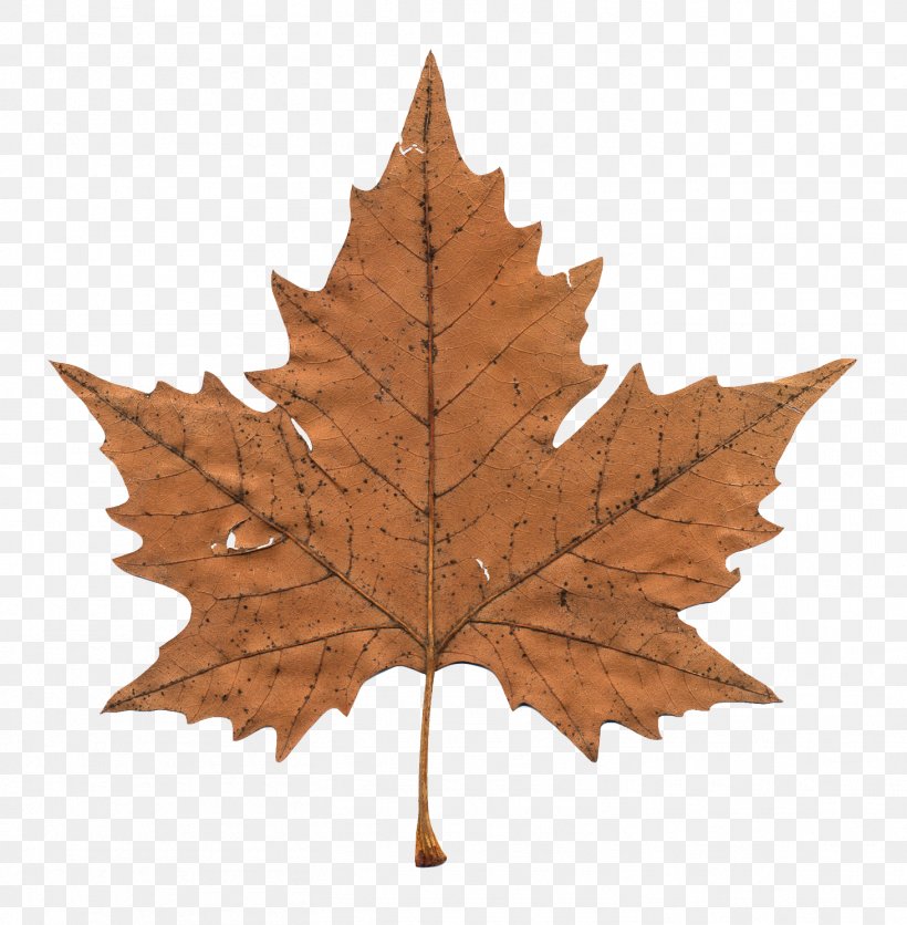 Maple Leaf Clip Art Transparency Stock Illustration, PNG, 1462x1491px, Maple Leaf, Black Maple, Canadian Gold Maple Leaf, Carving, Deciduous Download Free