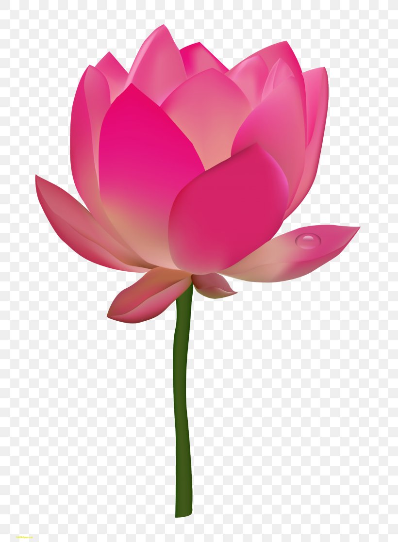 Nelumbo Nucifera Nymphaea Lotus Flower Lilium, PNG, 768x1117px, Nelumbo Nucifera, Aquatic Plant, Arumlily, Cut Flowers, Egyptian Lotus Download Free