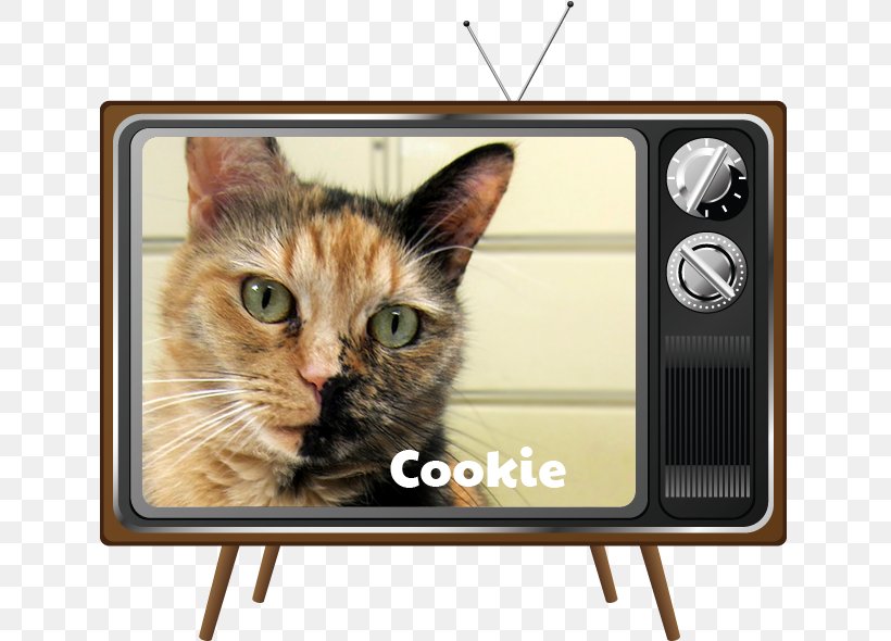 Whiskers Cat Television Kitten Dog, PNG, 641x590px, Whiskers, Cat, Cat Like Mammal, Dog, Drug Download Free