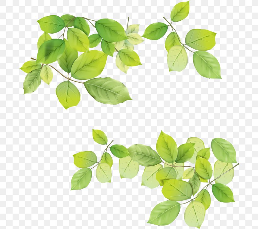 Clip Art, PNG, 700x729px, Image Resolution, Branch, Herb, Herbalism, Leaf Download Free