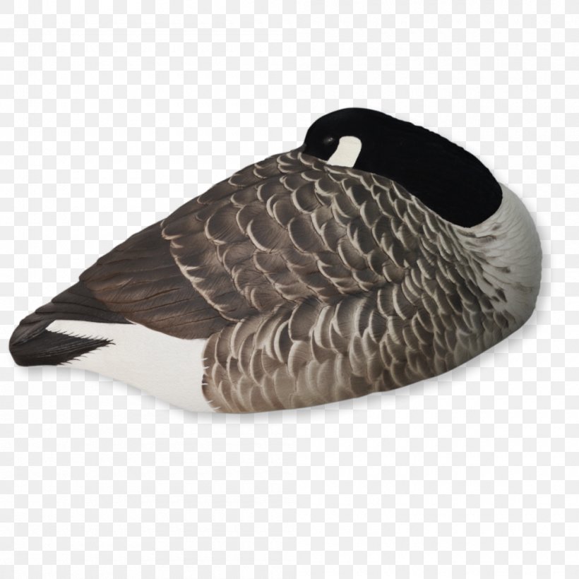 Greylag Goose Duck Mallard Canada Goose, PNG, 1000x1000px, Goose, Anatidae, Anseriformes, Beak, Canada Download Free