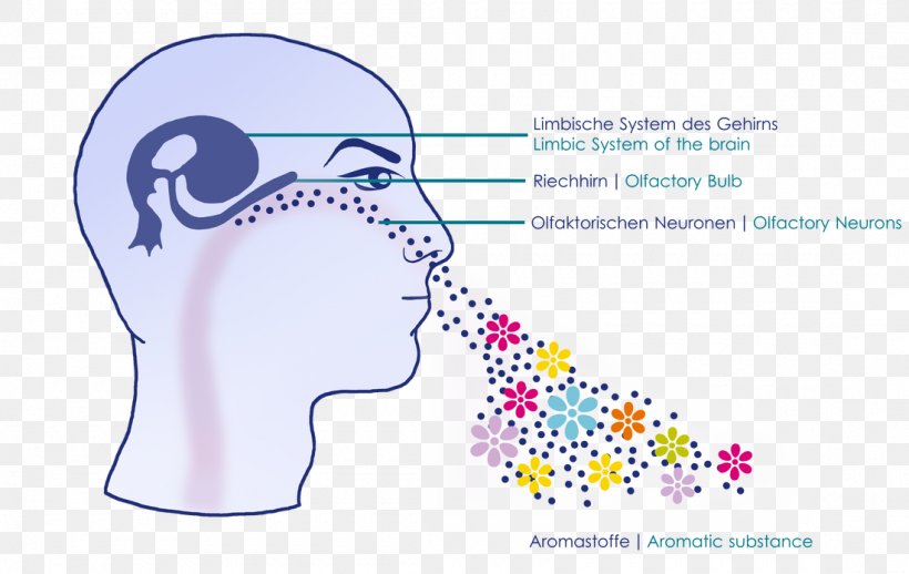 Nose Food Spoilage Odor Water Olfaction, PNG, 1100x695px, Watercolor, Cartoon, Flower, Frame, Heart Download Free