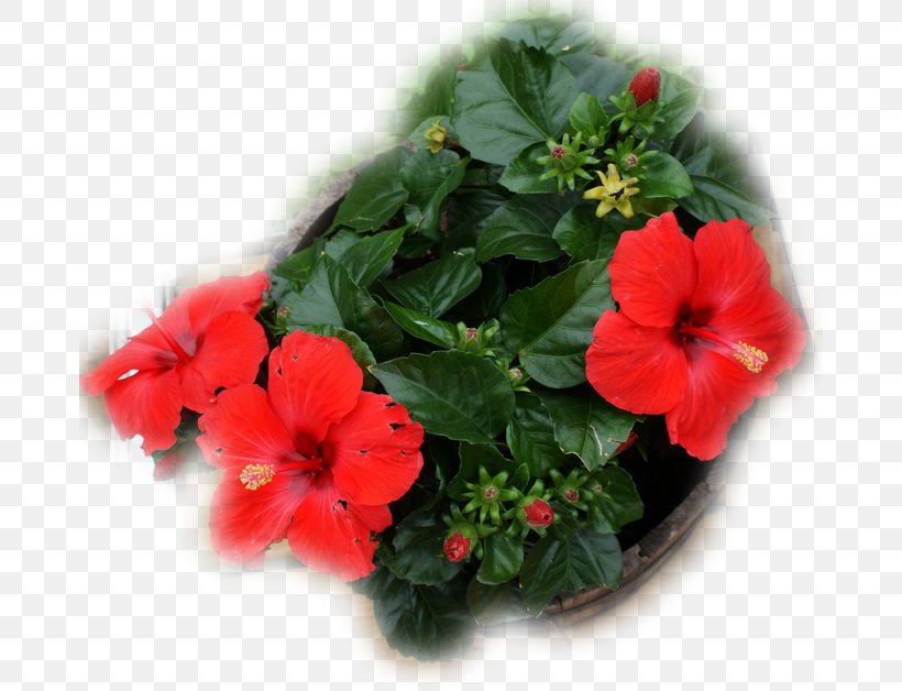 Rosemallows Annual Plant Flowerpot Herbaceous Plant, PNG, 676x628px, Rosemallows, Annual Plant, Flower, Flowering Plant, Flowerpot Download Free