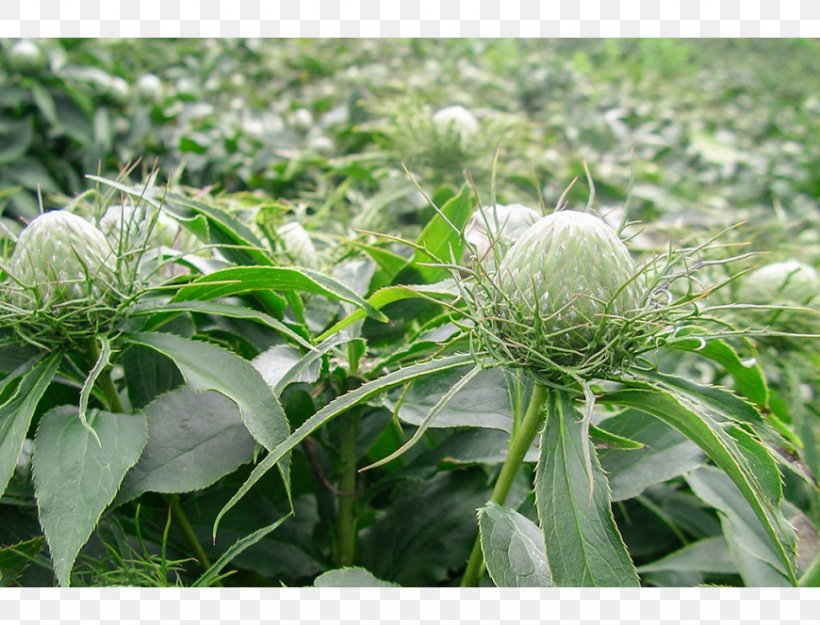 Bai Zhu Traditional Chinese Medicine Root Medicinal Plants, PNG, 870x664px, Bai Zhu, Abdominal Pain, Achyranthes Bidentata, Atractylodes, Chinese Herbology Download Free