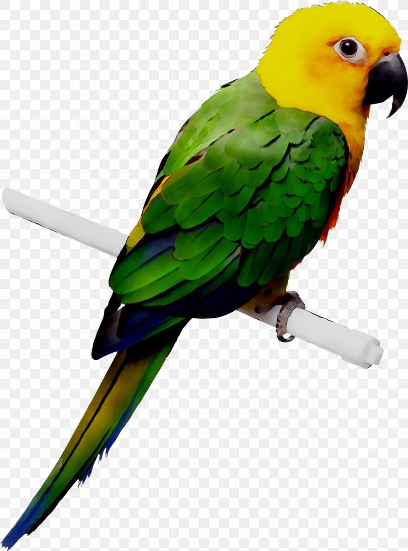 Budgerigar Parrot Cockatiel Lovebird, PNG, 1387x1871px, Budgerigar, Beak, Bird, Birdcage, Budgie Download Free