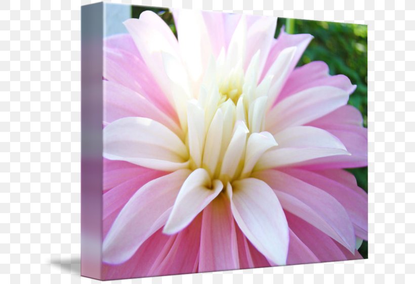 Dahlia Transvaal Daisy Floristry Chrysanthemum Cut Flowers, PNG, 650x560px, Dahlia, Chrysanthemum, Chrysanths, Cut Flowers, Daisy Family Download Free