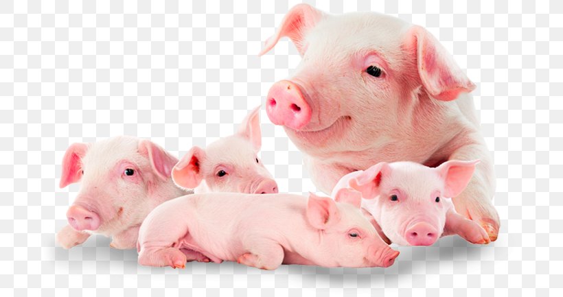 Domestic Pig Suckling Pig Food Pork, PNG, 705x433px, Domestic Pig, Depositphotos, Dog Breed, Food, Livestock Download Free
