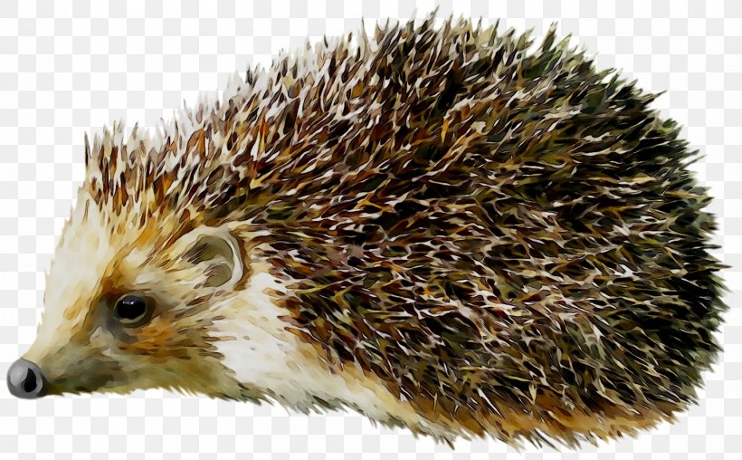Hedgehog Porcupine Clip Art Image, PNG, 1452x901px, Hedgehog, Animal, Domesticated Hedgehog, Drawing, Echidna Download Free