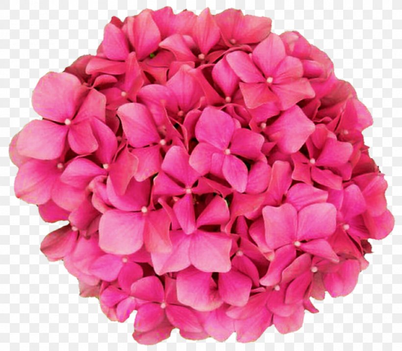 Hydrangea Pink Clip Art Image, PNG, 956x836px, Hydrangea, Blue, Cut Flowers, Flower, Flowering Plant Download Free