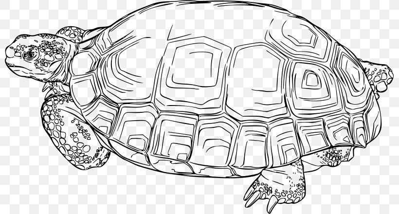 Sea Turtle Background, PNG, 800x440px, Turtle, Box Turtle, Box Turtles, Chelydridae, Common Snapping Turtle Download Free