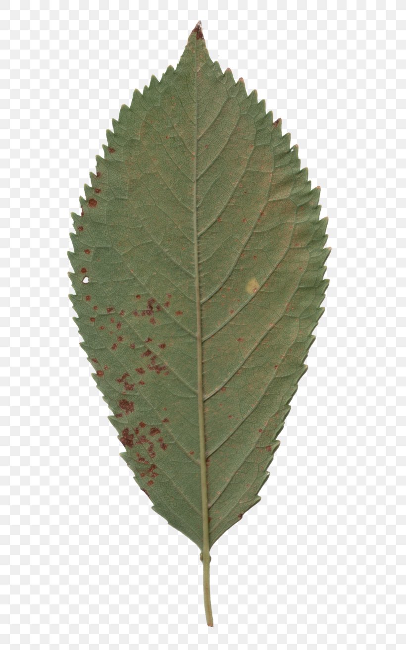 Sweet Cherry Black Cherry Cherry Leaf Spot, PNG, 608x1312px, Sweet Cherry, Bitterberry, Black Cherry, Canker, Cerasus Download Free