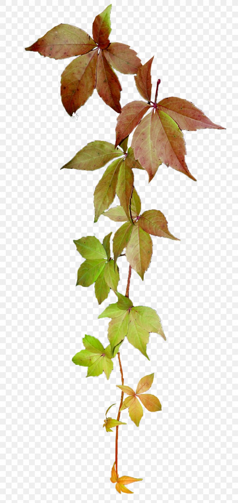 Twig Plant Stem Leaf, PNG, 840x1773px, Twig, Branch, Flowerpot, Ivy, Leaf Download Free